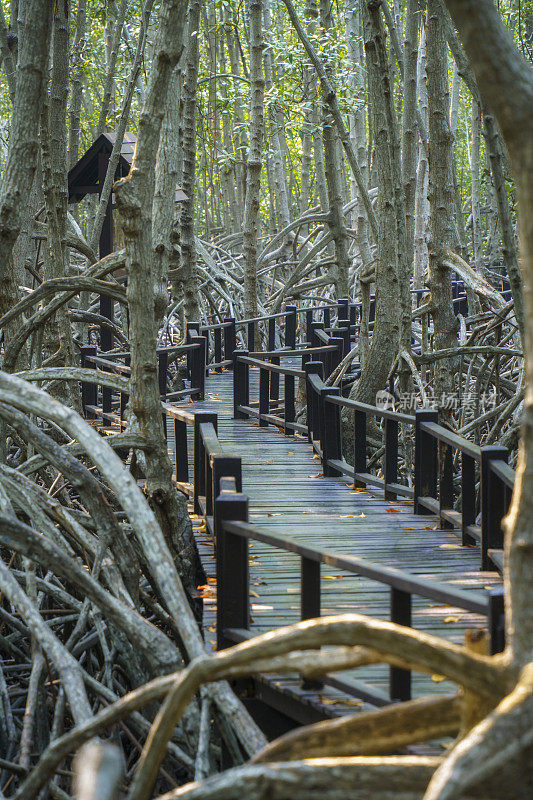 在红树林里的木桥步行道，泰国的Prachuap Khiri Khan。